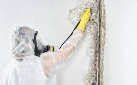 Best Biohazard Mold Removal  in Venice, FL